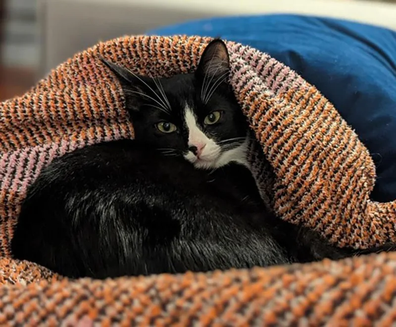 A baby small-sized male Domestic Short Hair cat named Stack for adoption in Bowie, MD