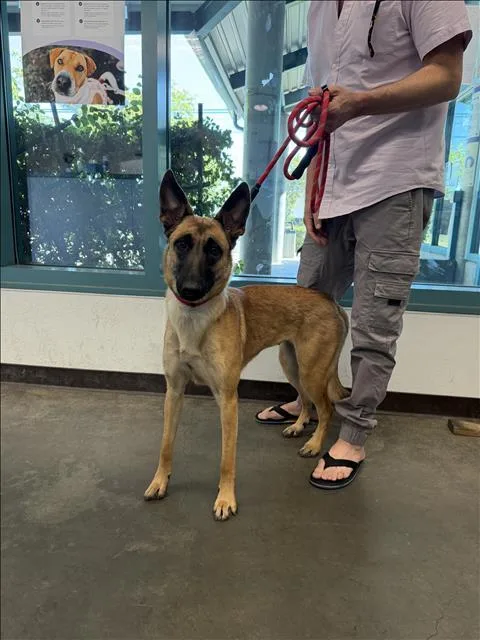An adult medium-sized female Belgian Shepherd / Malinois dog named Koaa for adoption in Chatsworth, CA