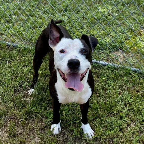 An adult medium-sized male Mixed Breed dog named Porter for adoption in Pensacola, FL