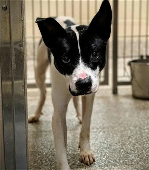 An adult small-sized female Labrador Retriever dog named Athena for adoption in Clyde, NC