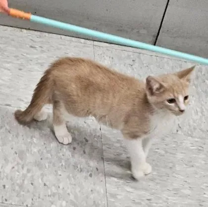 A baby small-sized female Buff / Tan / Fawn Domestic Short Hair cat named Libra for adoption in Kansas City, MO
