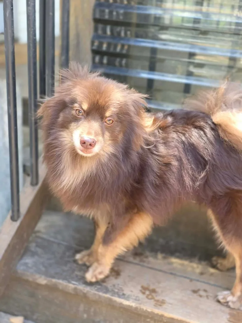 A young small-sized male Pomeranian dog named Teddy Wood for adoption in Saunderstown, RI