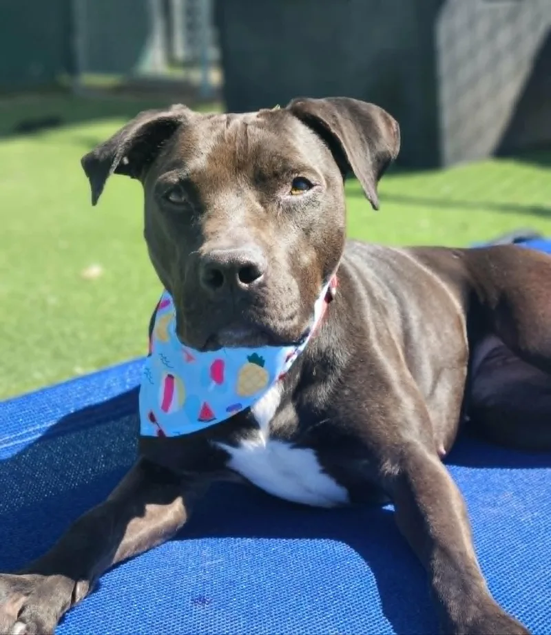 An adult large-sized female Brown / Chocolate American Staffordshire Terrier dog named Pepper for adoption in Fruit Heights, UT