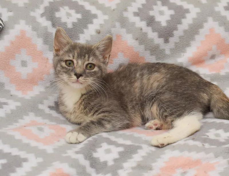 A baby small-sized female Domestic Short Hair cat named Lane for adoption in Hockessin, DE