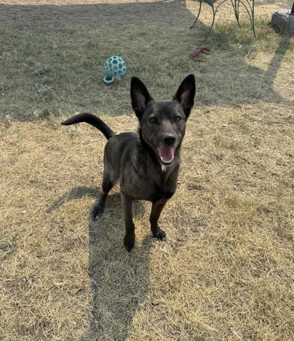 An adult medium-sized female Mixed Breed dog named Iris for adoption in Great Falls, MT