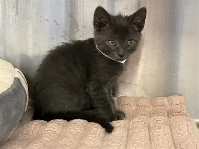 A baby small-sized male Domestic Short Hair cat named Mikey for adoption in Tustin, CA