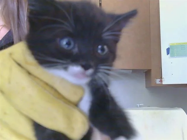 A baby small-sized male Domestic Short Hair cat named A for adoption in Sacramento, CA