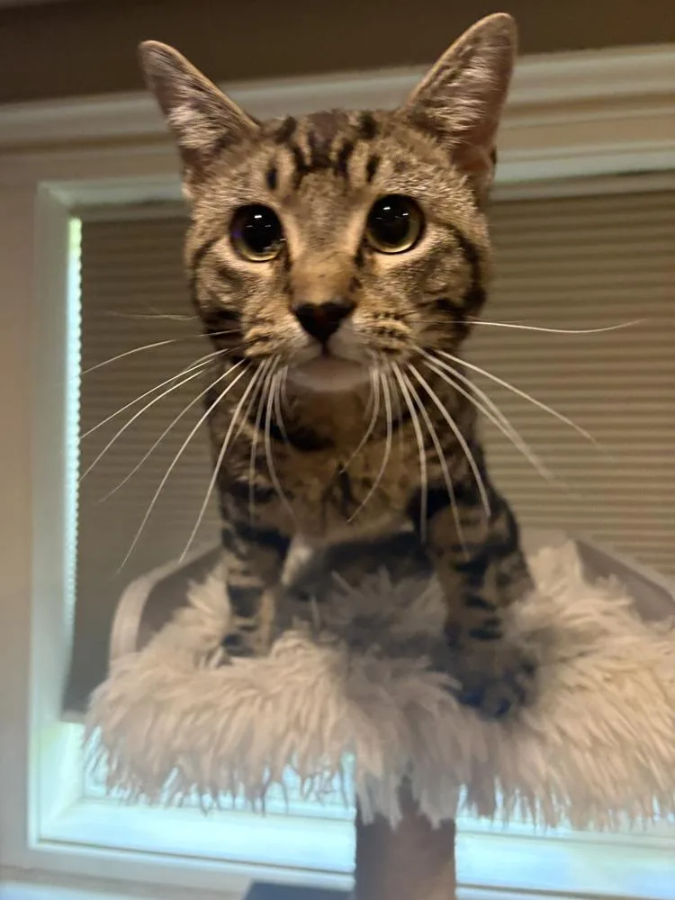 Pete
