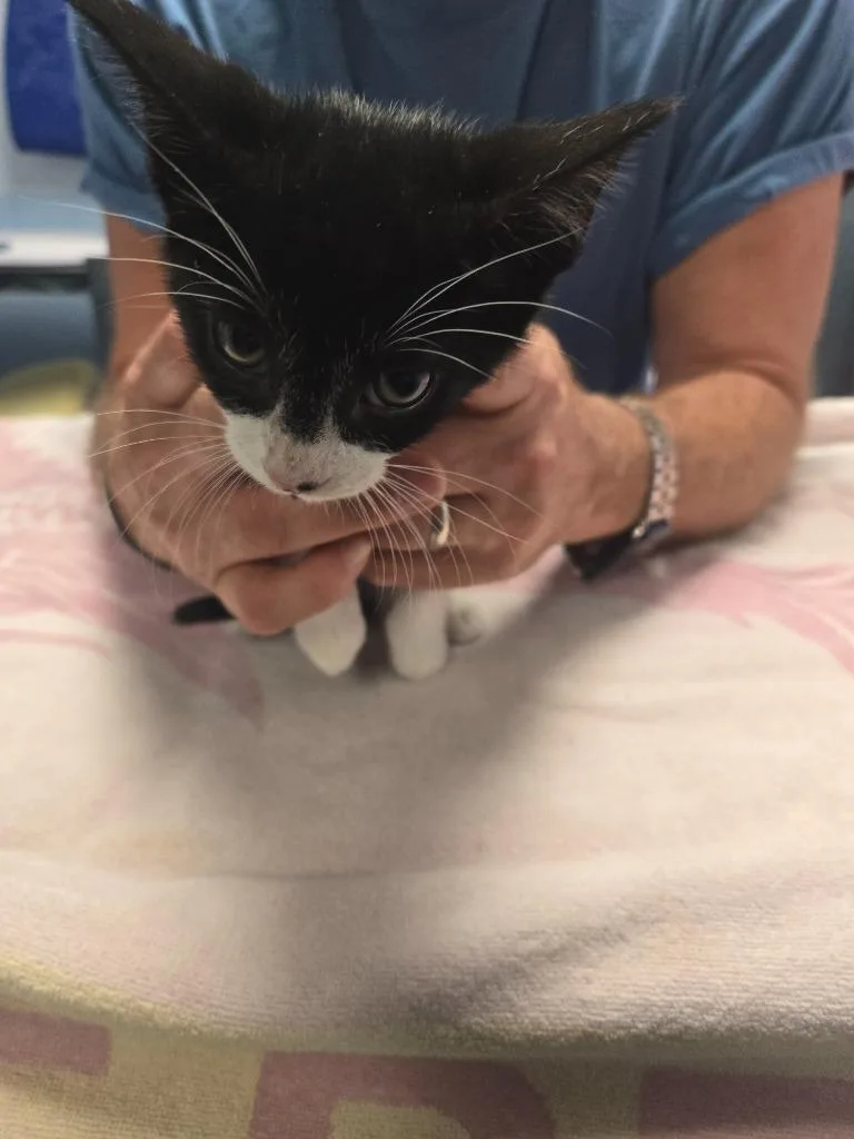 A baby large-sized male Domestic Short Hair cat named Johnny Angel for adoption in Detroit, MI