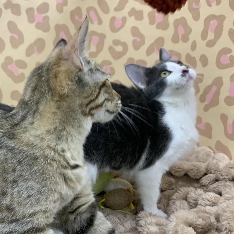A baby medium-sized female Domestic Short Hair cat named Pebbles for adoption in Shelby Township, MI