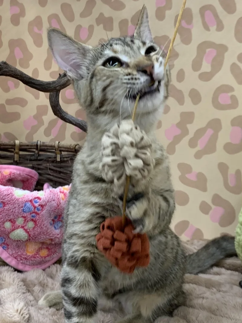 Pebbles thumbnail 2