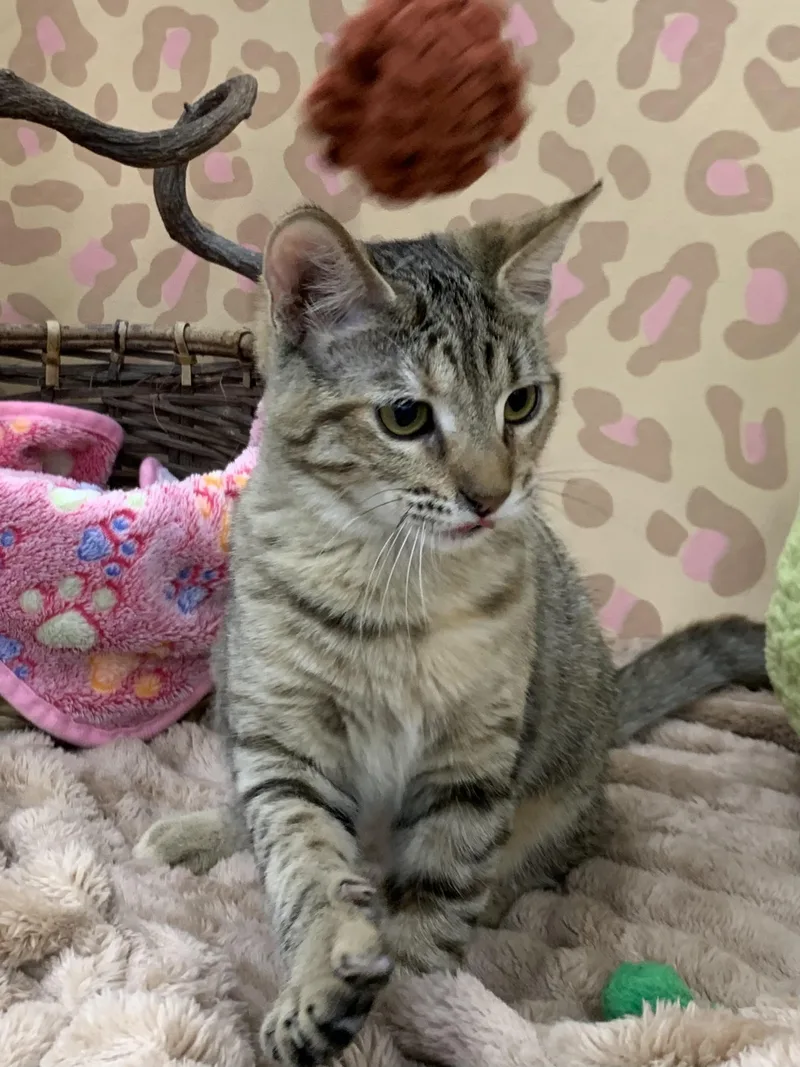 Pebbles thumbnail 3