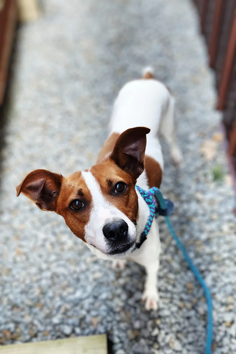 An adult medium-sized male Jack Russell Terrier dog named Bagel for adoption in Greenville, KY