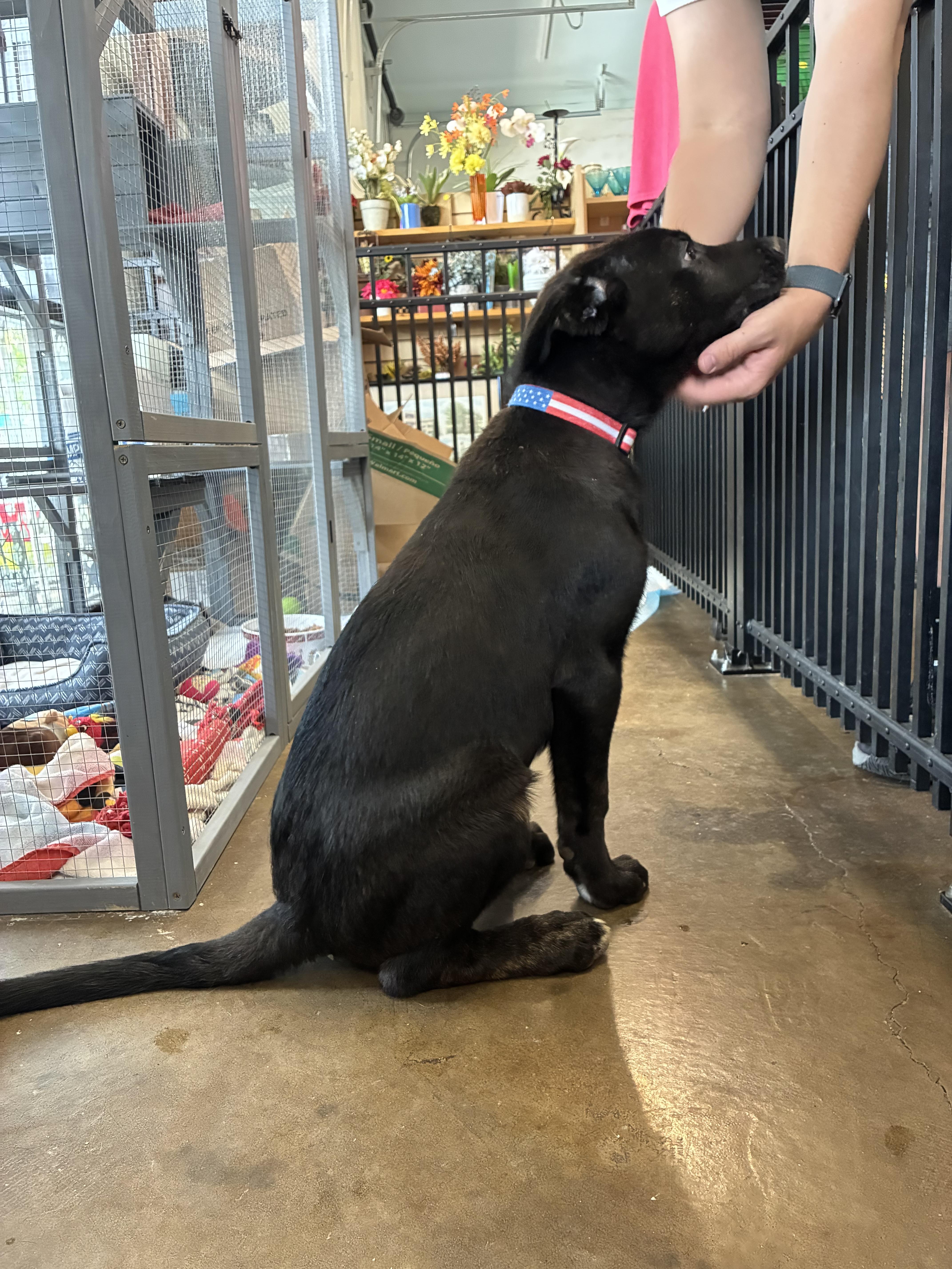 A young medium-sized male Black German Shepherd Dog dog named Harrison male H for adoption in Cincinnati, OH