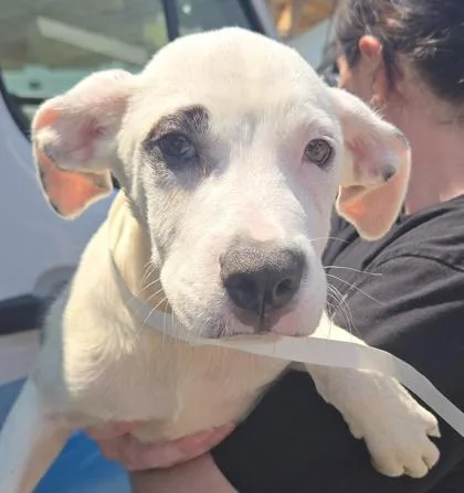 A baby medium-sized male Terrier dog named Roberto for adoption in East Brookfield, MA