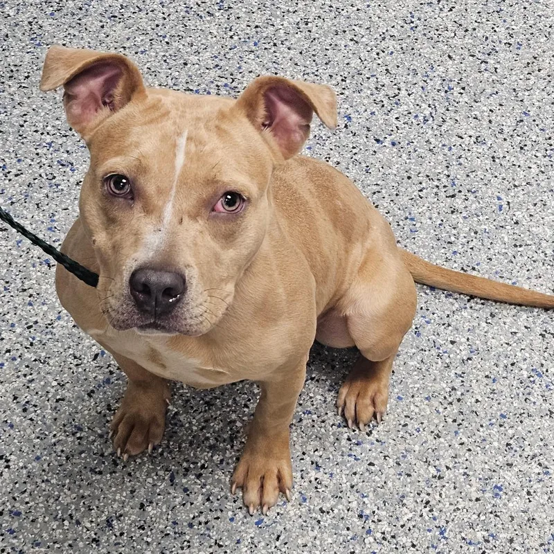 An adult medium-sized female Mixed Breed dog named Oinkie for adoption in Greenville, SC