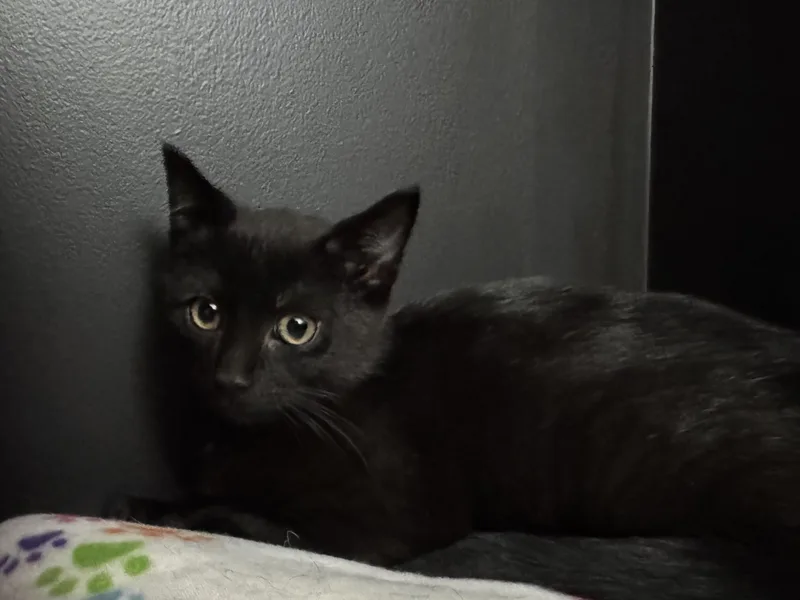 A baby medium-sized male Black Domestic Short Hair cat named Ravenpaw for adoption in Hamilton, NJ
