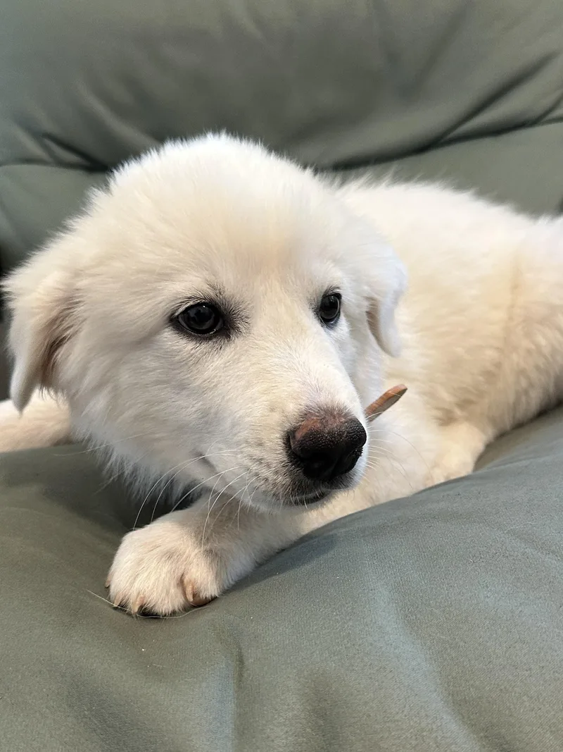 A baby large-sized male Great Pyrenees dog named Lamine DFW for adoption in Quinlan, TX