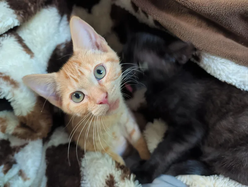 A baby medium-sized female Orange / Red Domestic Short Hair cat named Stella for adoption in Palm Harbor, FL