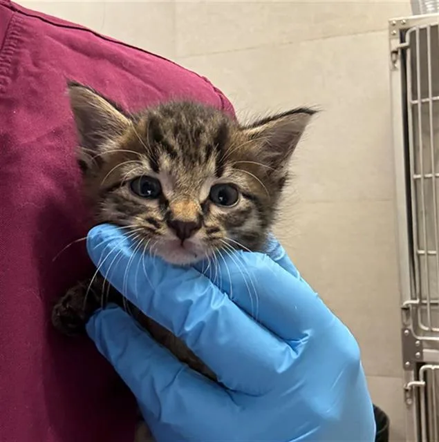 A baby small-sized male Domestic Short Hair cat named Gosling for adoption in Baytown, TX