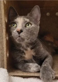 A young medium-sized female Domestic Short Hair cat named Macaroni for adoption in Washington, DC