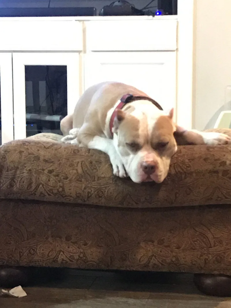 Zeus Courtesy Listing