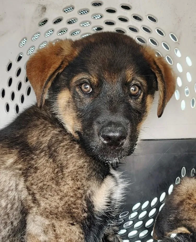 A baby medium-sized male Black German Shepherd Dog dog named Forest for adoption in Midway City, CA