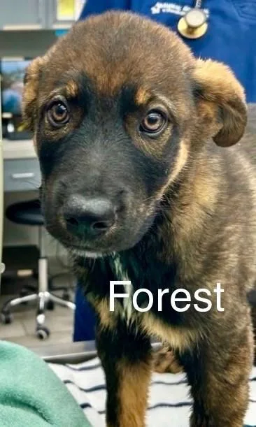 Forest thumbnail 5