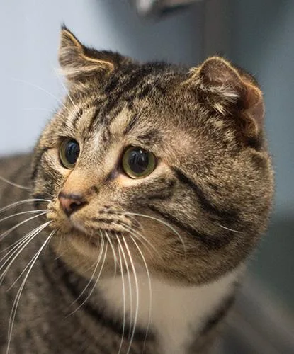 An adult medium-sized male Domestic Short Hair cat named Scuba Steve for adoption in Encinitas, CA