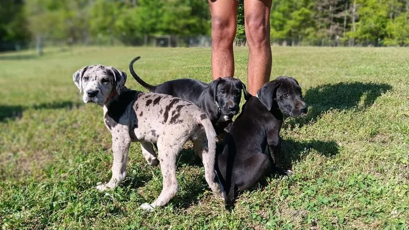 Great Dane Puppies: Harleigh