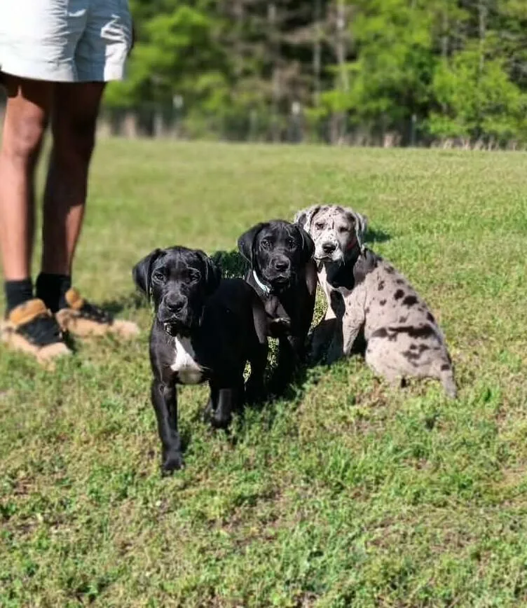 Great Dane Puppies: Harleigh thumbnail 2