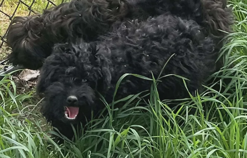 A baby small-sized male Miniature Poodle dog named Will for adoption in Havertown, PA