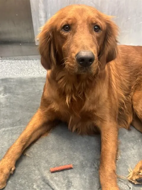 A young medium-sized male Mixed Breed dog named Camillo for adoption in Dallas, TX