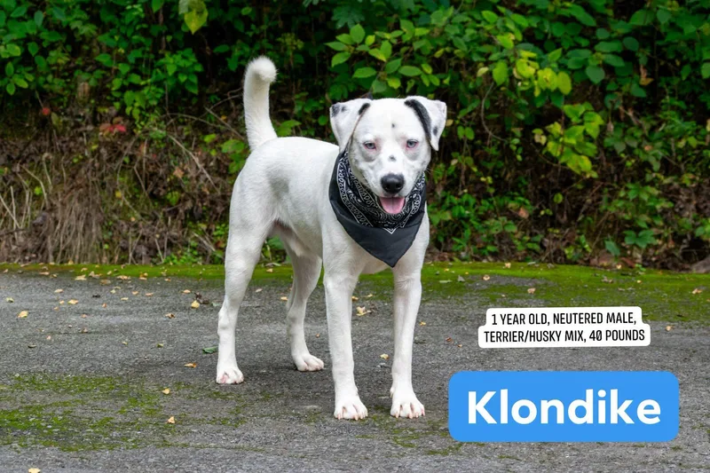 Klondike thumbnail 2