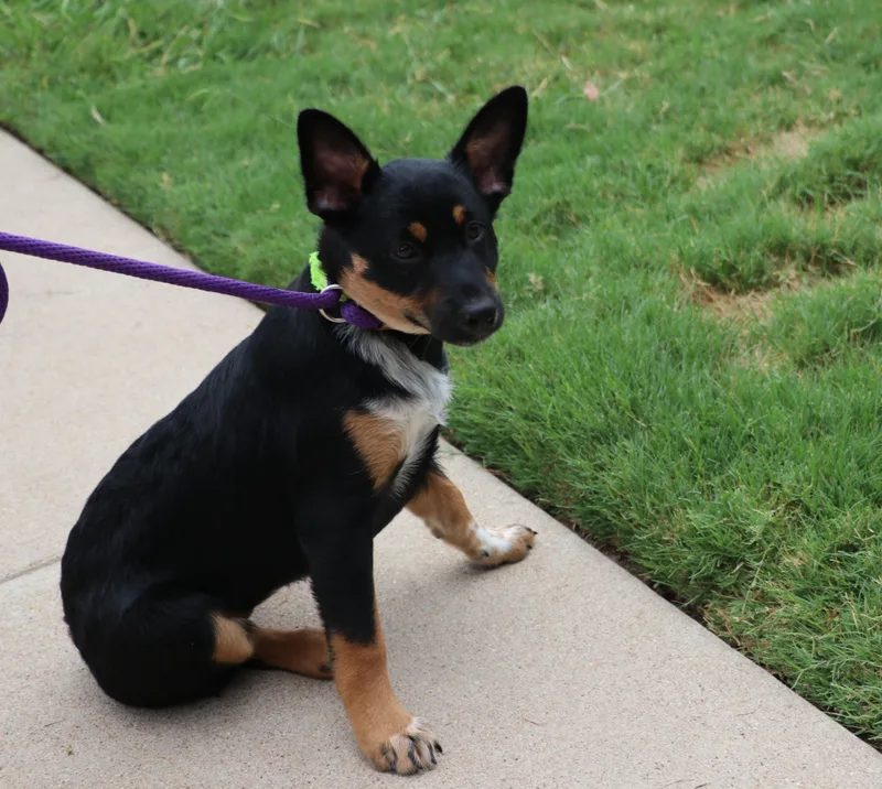 A baby medium-sized female Tricolor (Brown, Black, & White) Mixed Breed dog named Serene for adoption in Pflugerville, TX