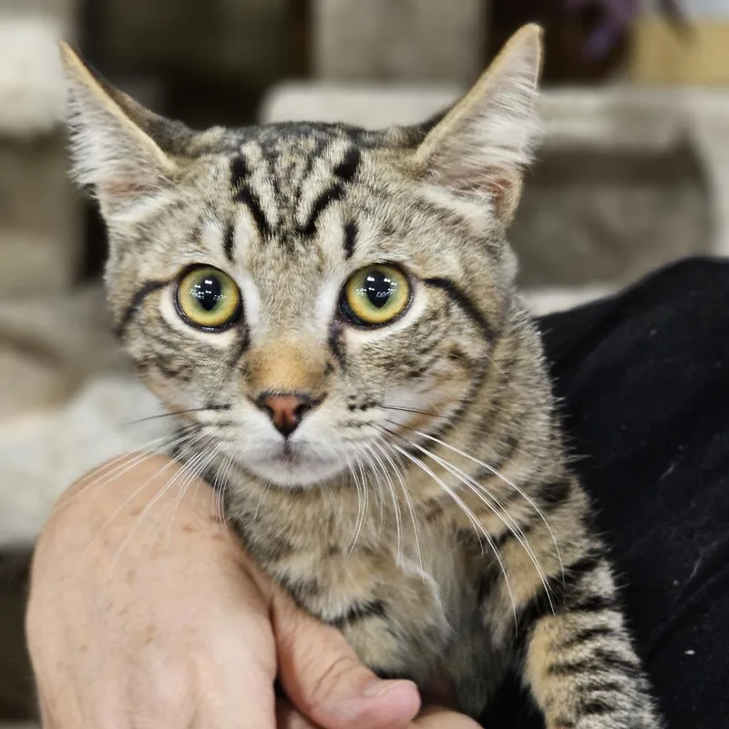 A baby small-sized male Domestic Short Hair cat named Little Timmy for adoption in Fairfax, VA