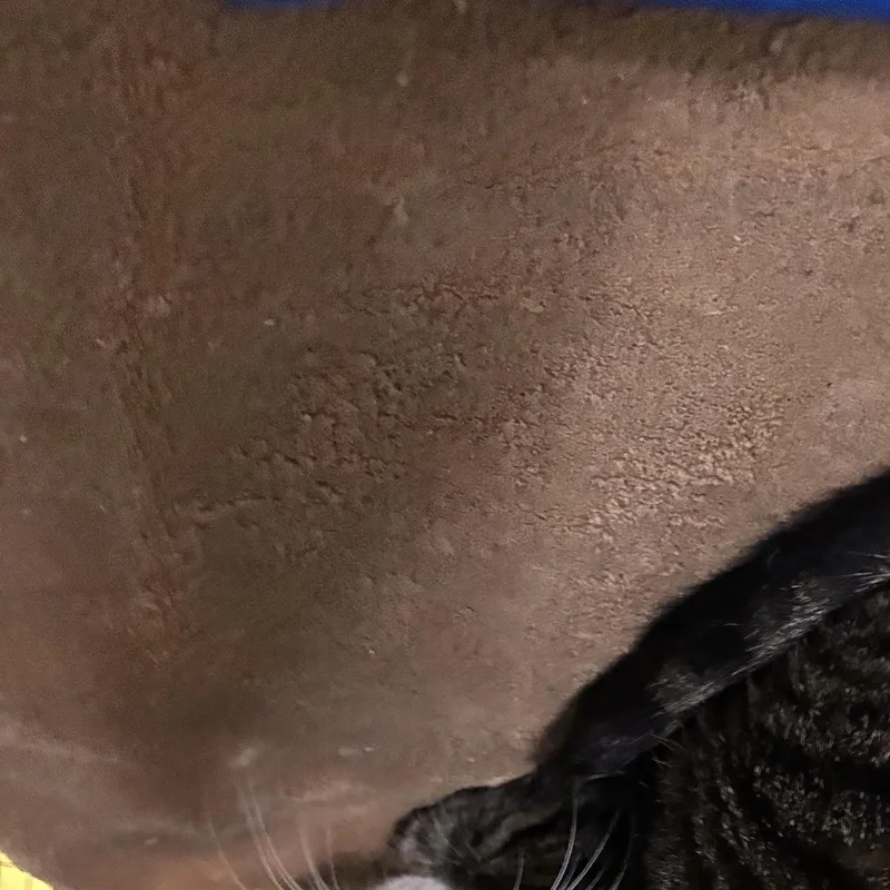 An adult medium-sized male Tabby (Brown / Chocolate) Domestic Short Hair cat named Eli & Dee Dee for adoption in Pittsburgh, PA