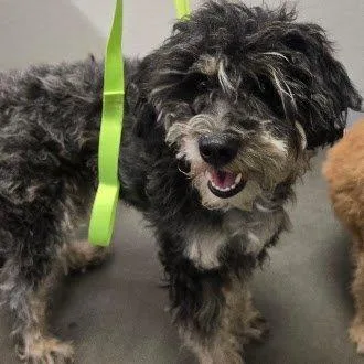 An adult medium-sized female Poodle dog named Odessa for adoption in Fresno, CA