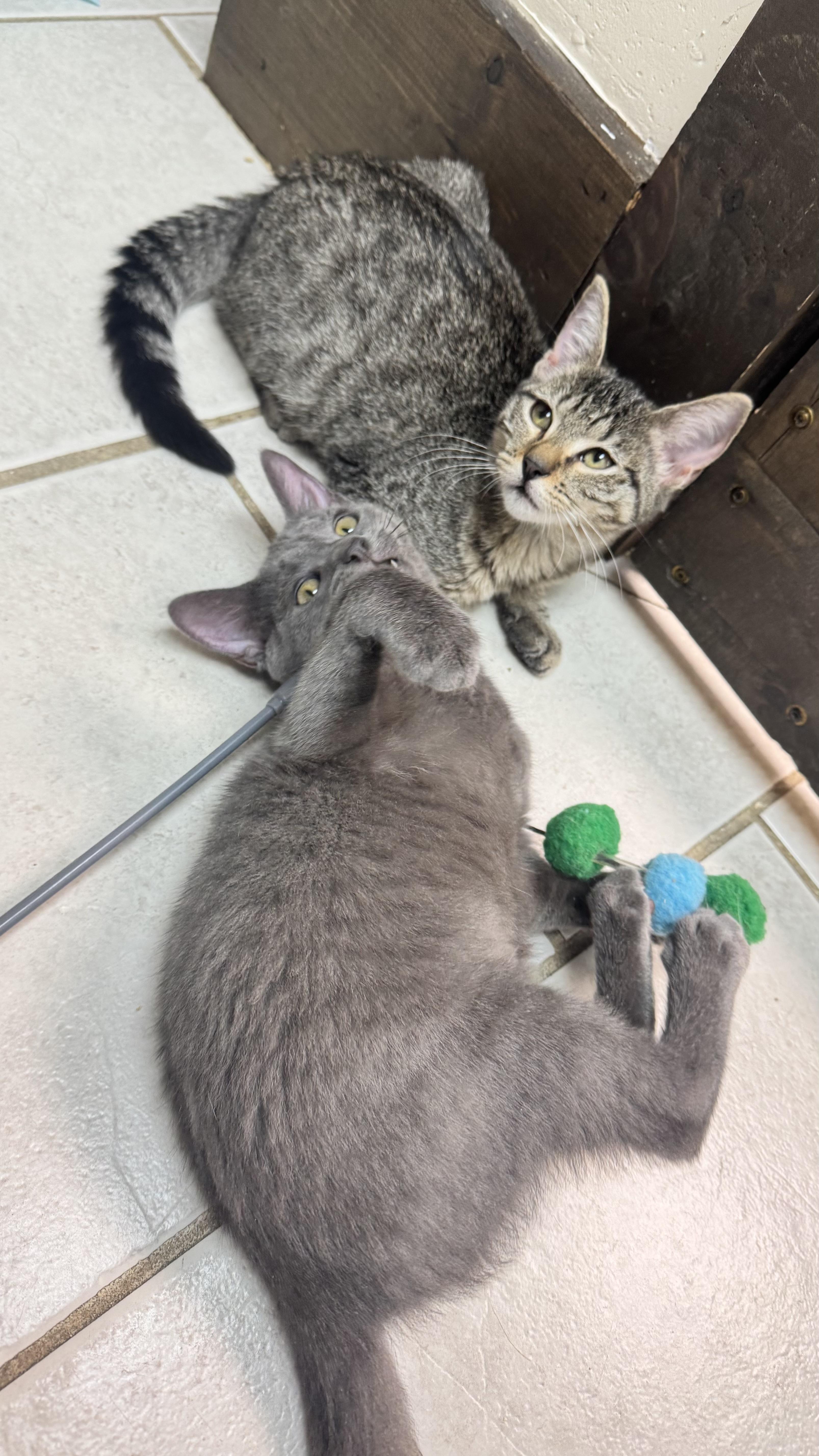 A baby small-sized female Tabby (Brown / Chocolate) Domestic Short Hair cat named Emma and Eloise for adoption in Medford, MA