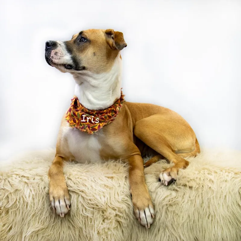 A young medium-sized female Boxer dog named Iris for adoption in Hot Springs Village, AR