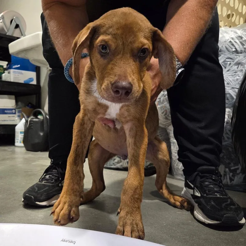 A young large-sized male Terrier dog named Draco for adoption in Tampa, FL