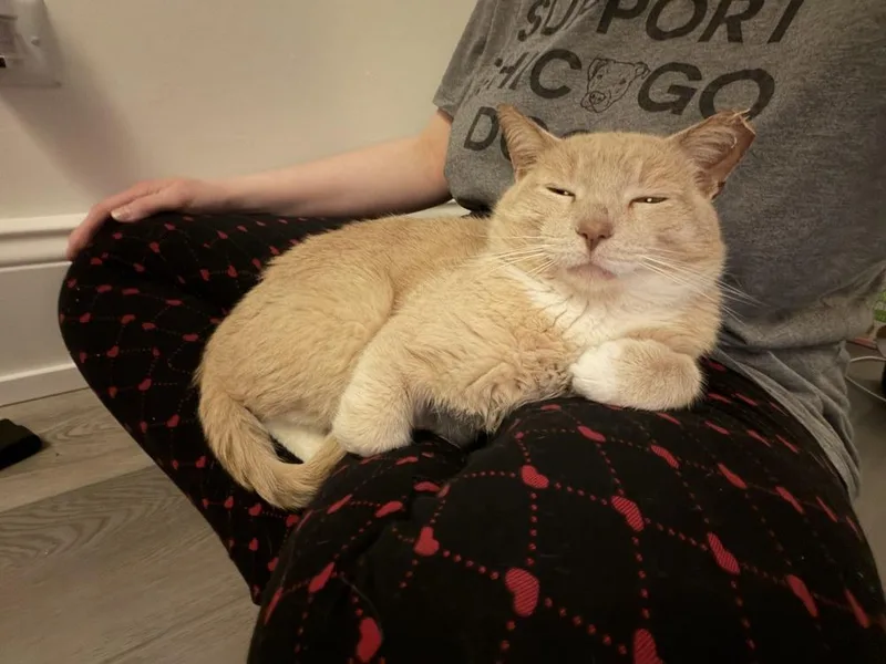 A young medium-sized male Domestic Short Hair cat named Tanner for adoption in Chicago, IL
