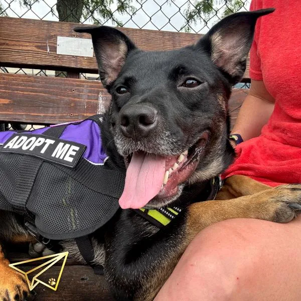 A young medium-sized female Terrier dog named Zanaree for adoption in Des Moines, IA
