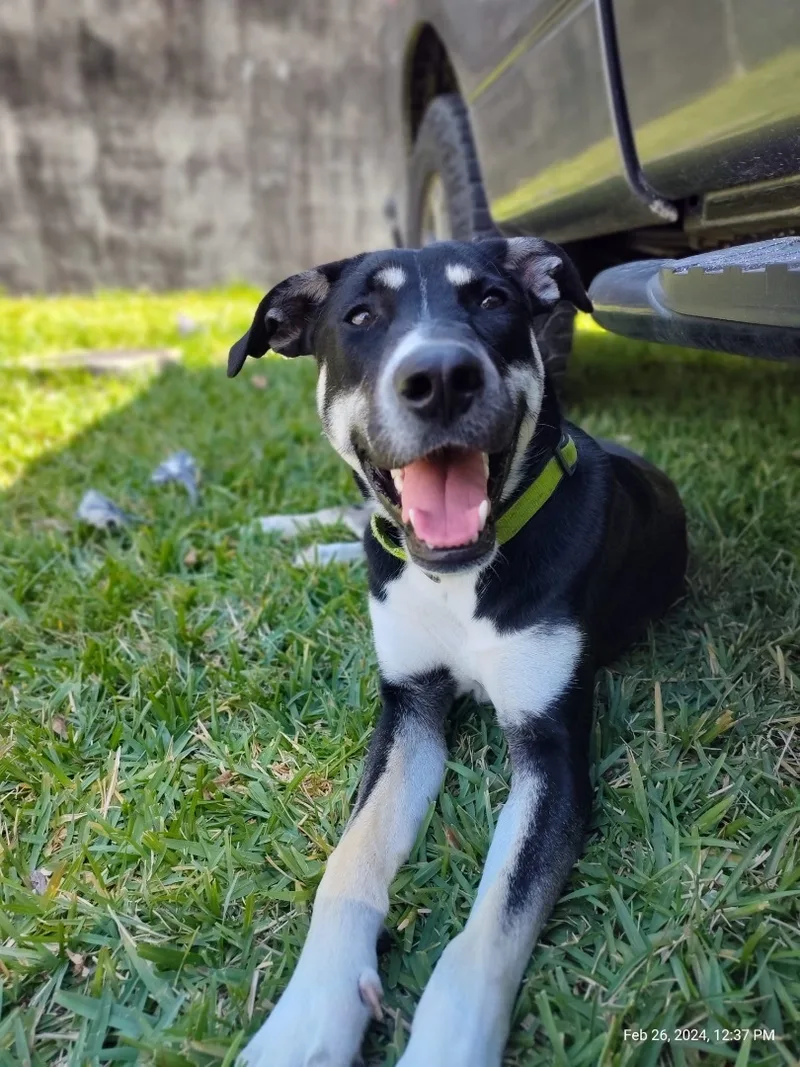 A young large-sized male Shepherd dog named Tundra for adoption in Homestead, FL