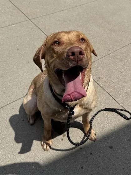 An adult large-sized male Mixed Breed dog named Sig for adoption in Cincinnati, OH