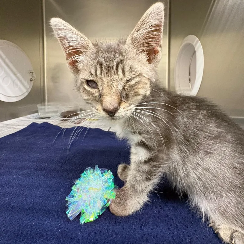 A baby small-sized male Gray / Blue / Silver Domestic Short Hair cat named Lyle for adoption in Milton, FL
