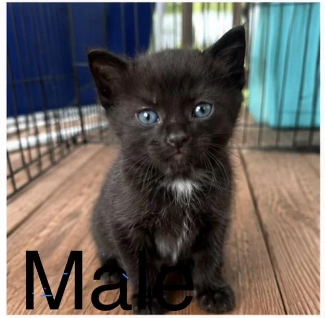 A baby medium-sized male Black American Shorthair cat named Beau for adoption in Rock Spring, GA