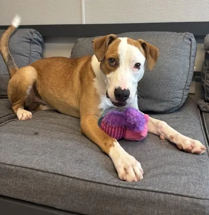 A young large-sized male Mixed Breed dog named Convoy for adoption in Lansing, MI