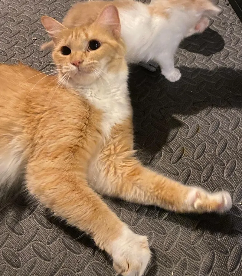 A young medium-sized female Domestic Short Hair cat named Butter Bell for adoption in Hamilton, OH