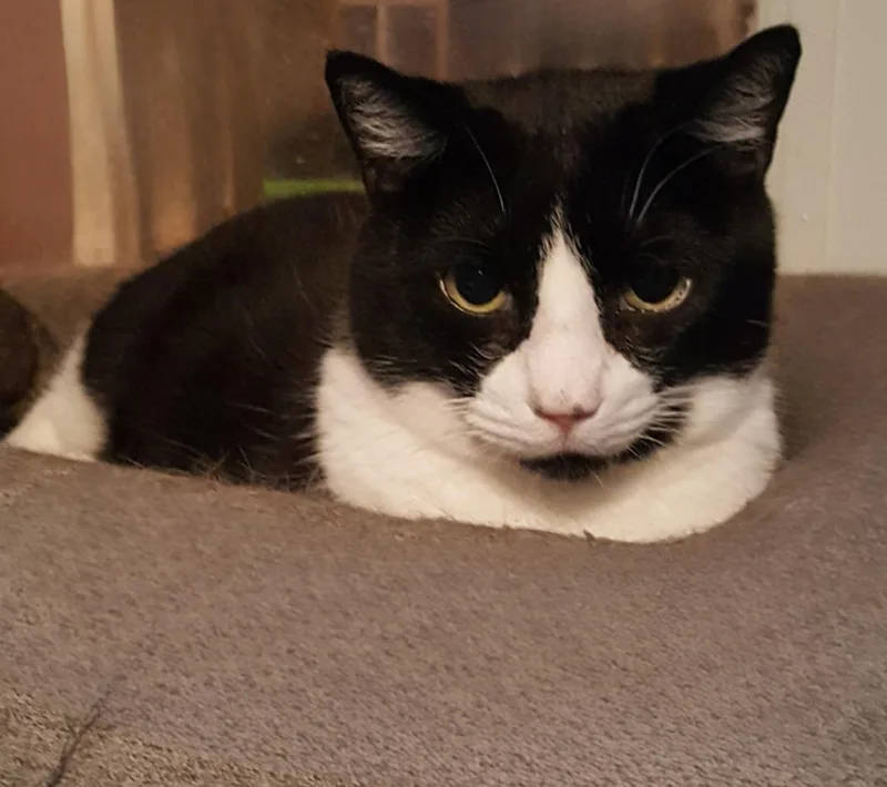An adult large-sized male Black Bombay cat named Aiden for adoption in Lyons, IL